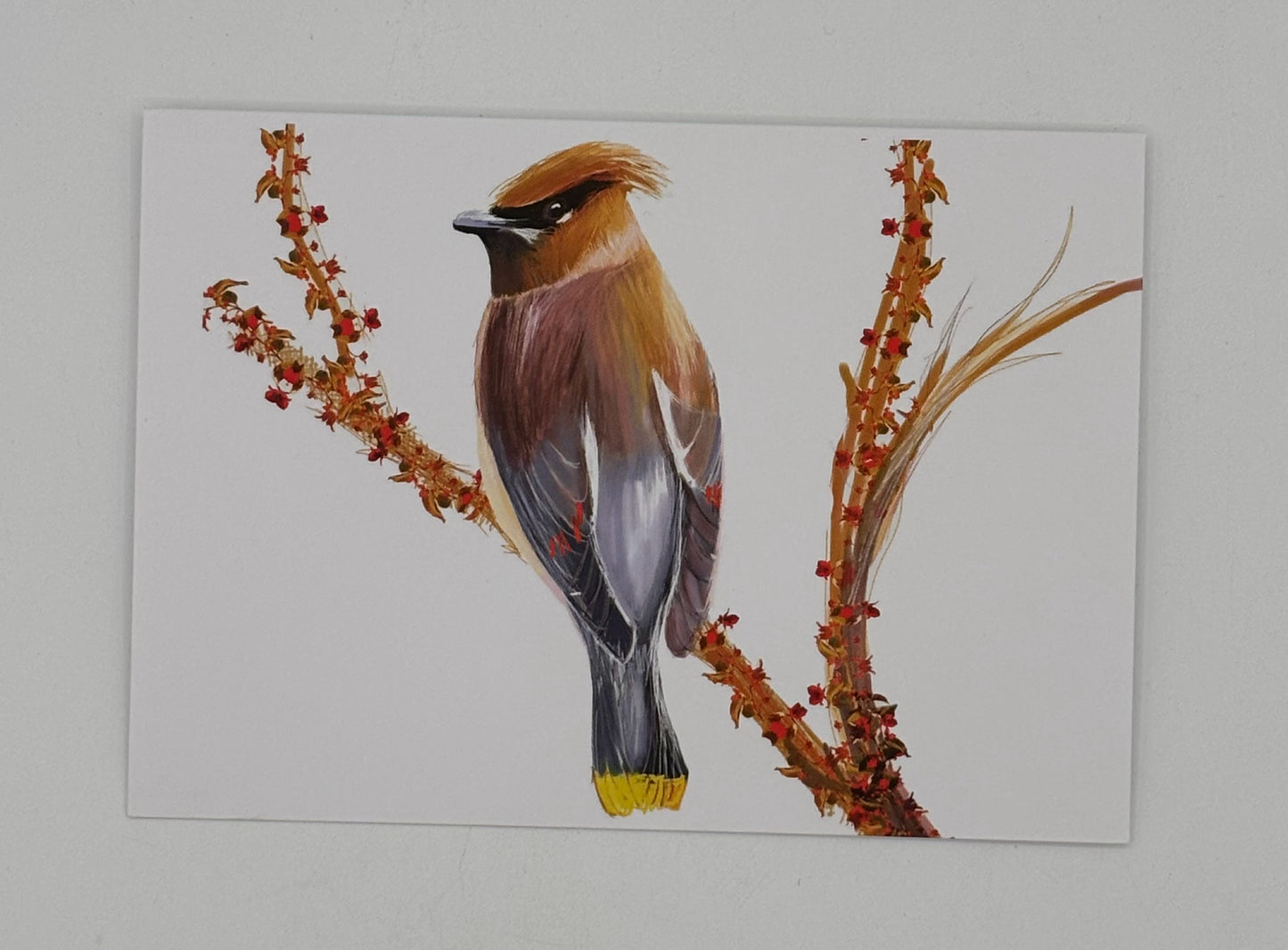 Cedar Waxwing Card