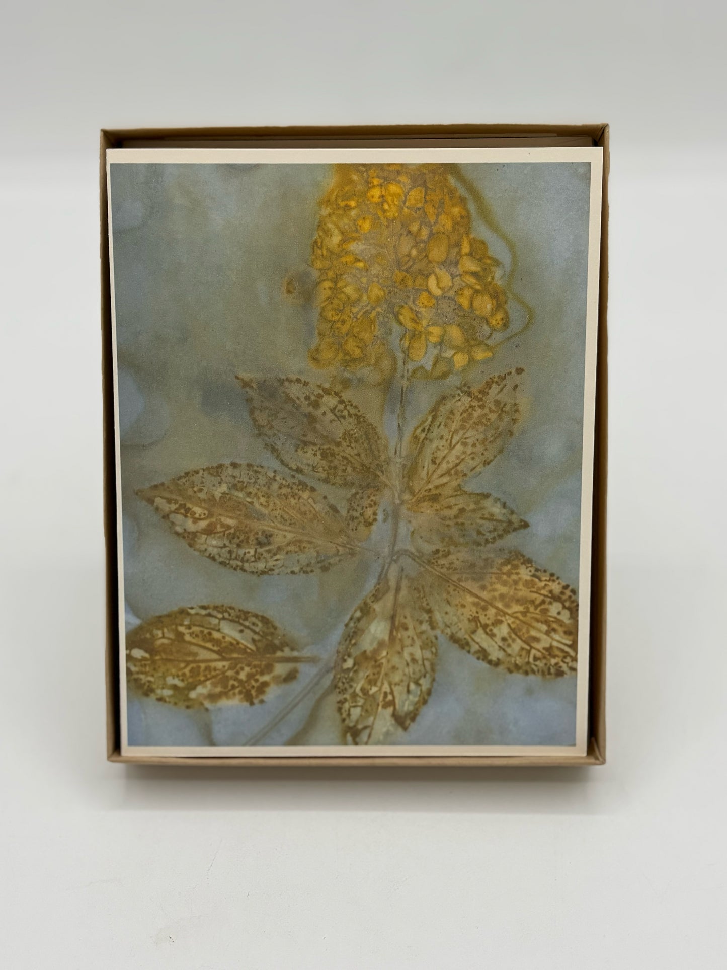 5 Artist's Garden Boxed Cards and Envelopes