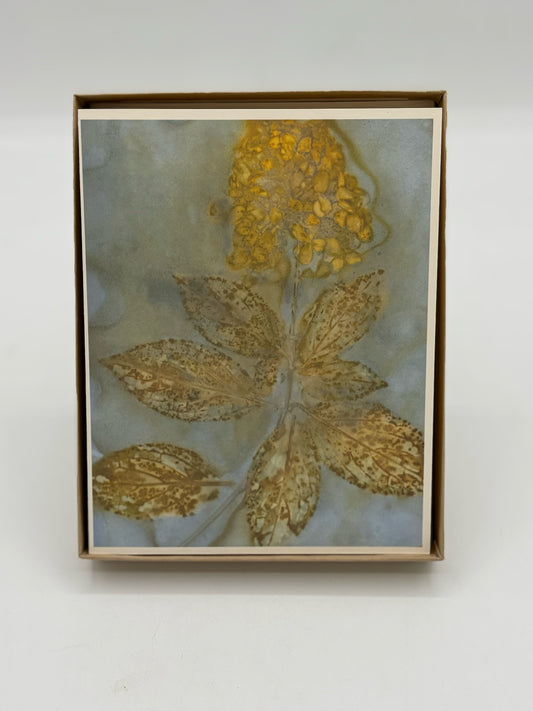 5 Artist's Garden Boxed Cards and Envelopes